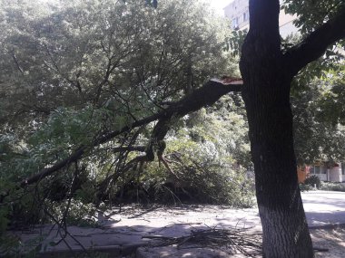 Yolda bir ağaç devrildi ve arabaların hareketini engelledi.