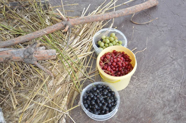 Still Life Harvested Berries Vegetables Garden — Stock Photo, Image