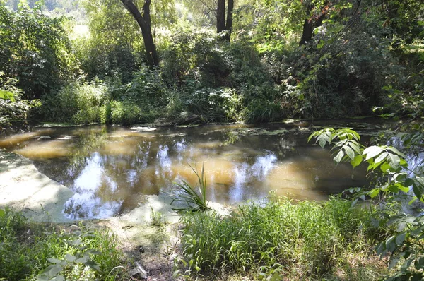 Pequeno Rio Está Fluindo Coberto Com Juncos Bloqueado Por Uma — Fotografia de Stock