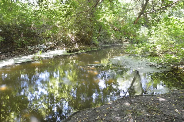 Small River Flowing Overgrown Reeds Blocked Dam — стоковое фото