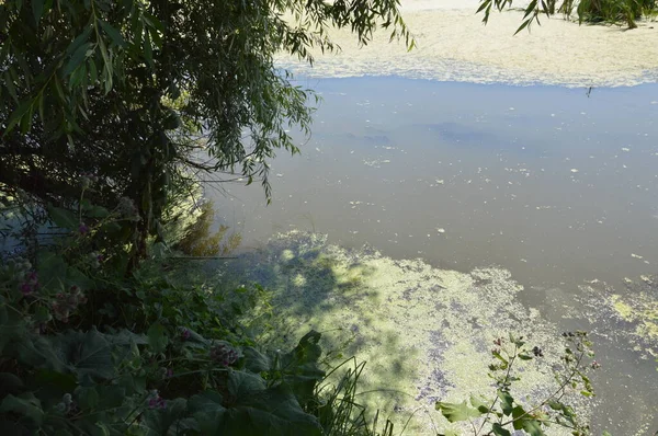 Pequeno Rio Está Fluindo Coberto Com Juncos Bloqueado Por Uma — Fotografia de Stock