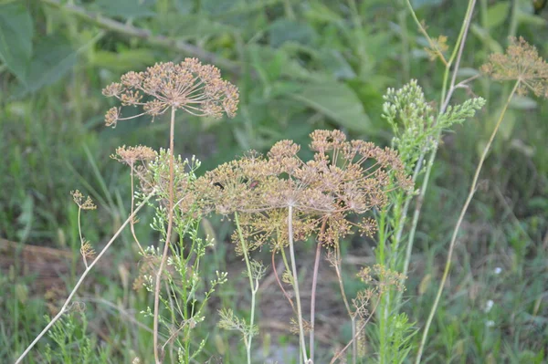 Aneth Sec Pousse Dans Jardin Pour Assaisonnement — Photo