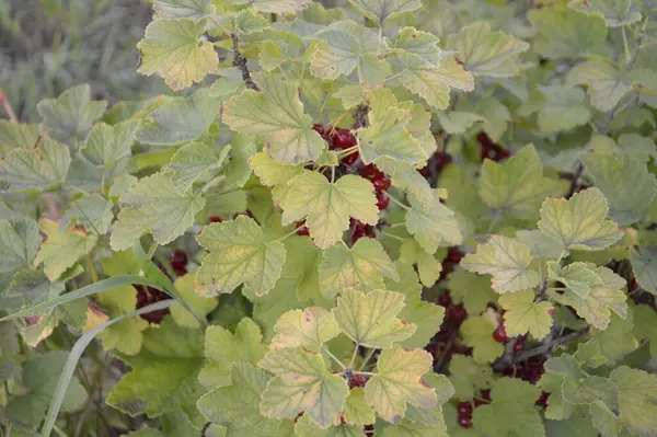 Buisson Baies Avec Des Feuilles Dans Jardin Pousse — Photo