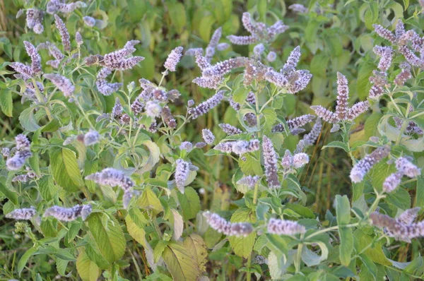 Arbusto Baga Com Folhas Jardim Cresce — Fotografia de Stock