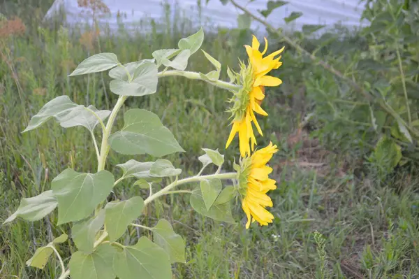 Tarde Girasol Doblado Por Noche Jardín —  Fotos de Stock