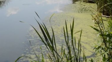Küçük bir nehir sazlıklarla kaplanıyor ve bir baraj tarafından engelleniyor. 