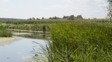 Küçük bir nehir sazlıklarla kaplanıyor ve bir baraj tarafından engelleniyor. 