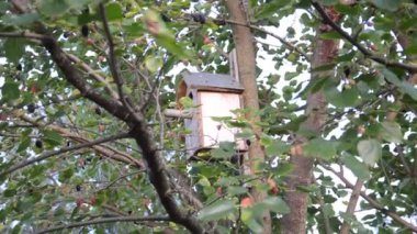 Kuşlar için kuş evi yeşil bir ağaçta yer almaktadır.