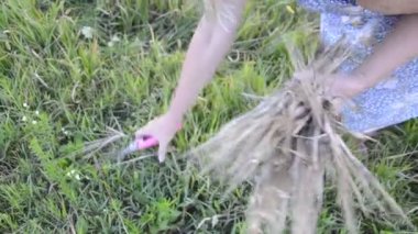 Gelecek sezon bahçede kuru yeşil gübre toplanacak.