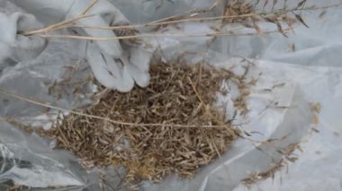 Gelecek sezon bahçede kuru yeşil gübre toplanacak.