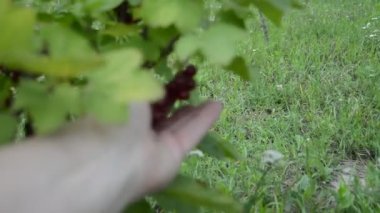 Yazın bahçede olgun böğürtlen topluyorum.