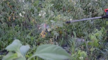 Bitkileri hastalıklardan bir maddeyle ilaçlamak