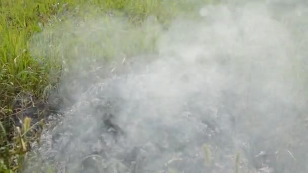 식물로 모닥불 연기로 — 비디오