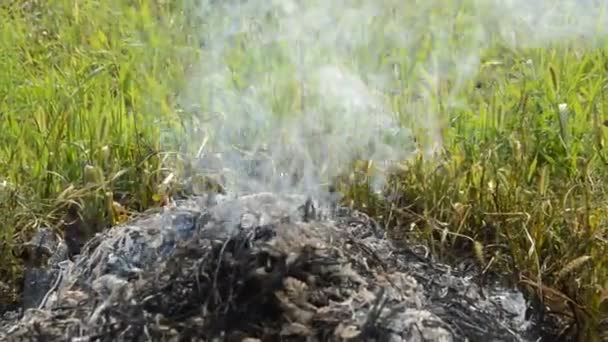 Feu Joie Avec Des Plantes Sèches Brûle Sur Une Parcelle — Video