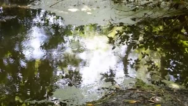 Pequeño Río Fluye Cubierto Juncos Bloqueado Por Una Presa — Vídeos de Stock