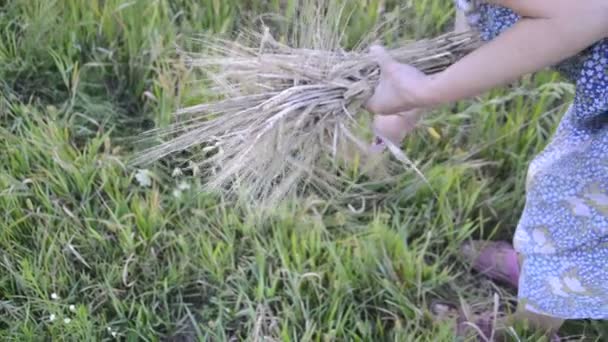 Kolekcja Roślin Suchego Zielonego Nawozu Naturalnego Następny Sezon Ogrodzie — Wideo stockowe