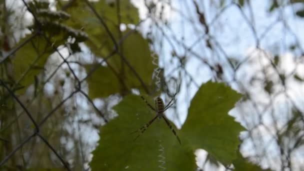 Große Bunte Spinne Wackelt Auf Einem Netz — Stockvideo