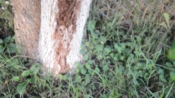 Χυμός Ενός Πληγωμένου Οπωροφόρου Δένδρου Στον Κήπο Λήγει — Αρχείο Βίντεο