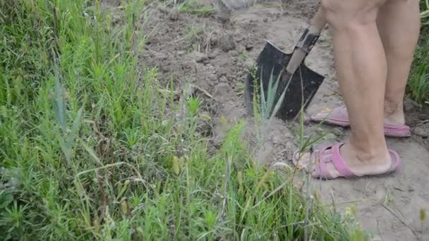 Woman Digs Planted Garlic Shovel Garden — Stock Video