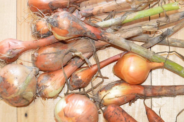 Vegetables Grown Independently Country — Φωτογραφία Αρχείου