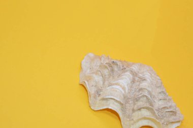 Katı renkli arkaplandaki izole nesneler