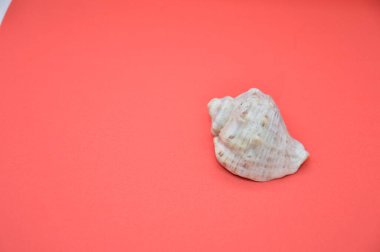 Katı renkli arkaplandaki izole nesneler