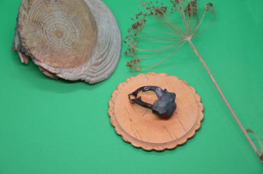 Durgun bir hayat, kurumuş bitkiler ve fındıklar.