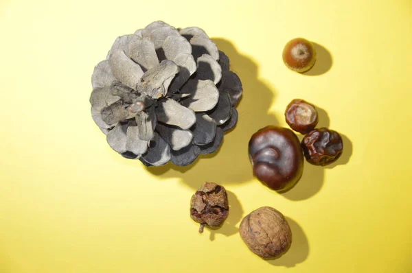 Stillleben Und Herbarium Alter Getrockneter Pflanzen Und Nüsse — Stockfoto