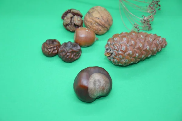 Stillleben Und Herbarium Alter Getrockneter Pflanzen Und Nüsse — Stockfoto