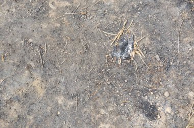 Kamp ateşinden sonra yanmış toprak dokusu