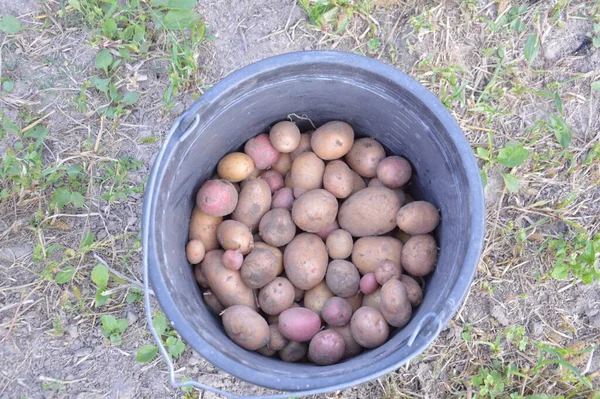 Colheita Batatas Verão Inverno — Fotografia de Stock