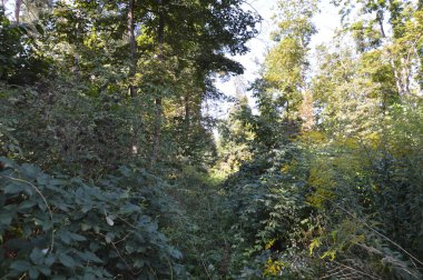 Yaz yeşil ormanı güneş ışığında