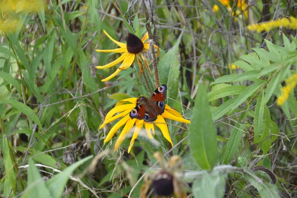 Πεταλούδες Κάθονται Αγριολούλουδα Ένα Καλοκαίρι — Φωτογραφία Αρχείου