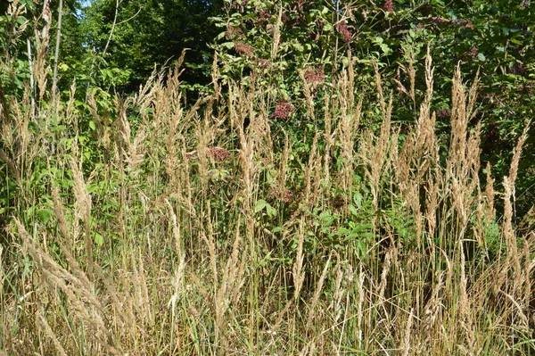 Field Grass Grows Summer Village — Stock Photo, Image