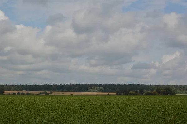 Panoráma Zöld Mező Ültetett Zöld Trágya — Stock Fotó