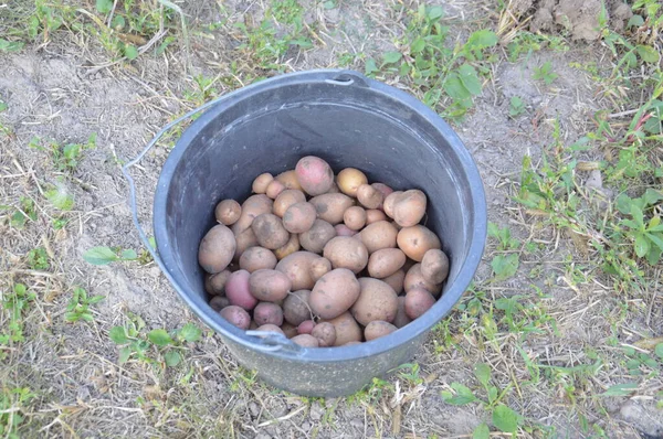 Colheita Batatas Verão Inverno — Fotografia de Stock