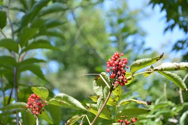 Forest Berries Tree — Stock Photo, Image