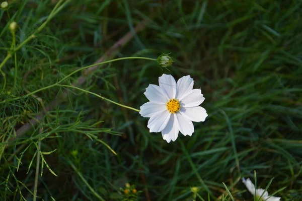 Кольорові Дикі Квіти Зеленому Тлі — стокове фото