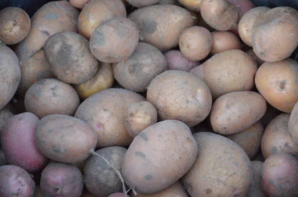 Colheita Batatas Verão Inverno — Fotografia de Stock