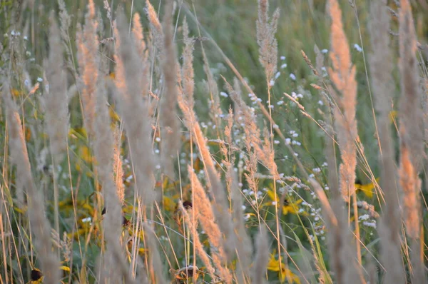 Herbe Des Champs Pousse Été Dans Village — Photo