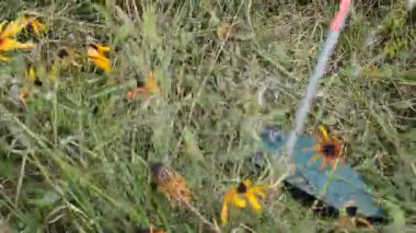  Kadın el budama makinesiyle çim biçiyor.