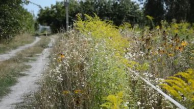 Yeşil arka planda renkli ve kır çiçekleri