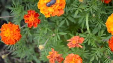 Yeşil arka planda renkli ve kır çiçekleri