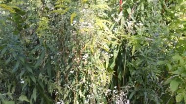 Yaz yeşil ormanı güneş ışığında