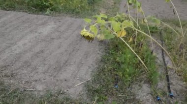 Bahçeye ek ekinler için ekilebilir arazi.