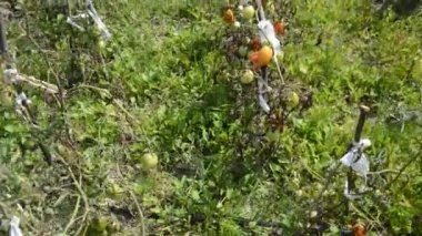 Bahçede olgunlaşmış domatesler.