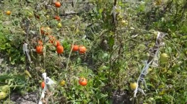 Bahçede olgunlaşmış domatesler.
