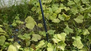 Bahçede olgunlaşmış domatesler.