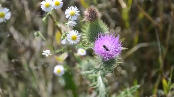 Fargede Viltvoksende Blomster Grønn Bakgrunn – stockvideo