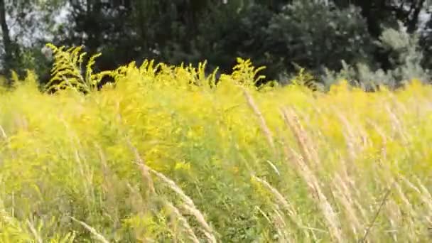 Farbige Und Wildblumen Auf Grünem Hintergrund — Stockvideo